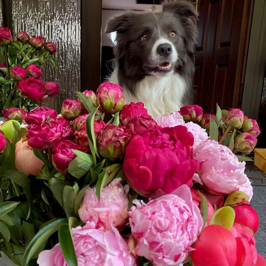 Celebrating Peonies