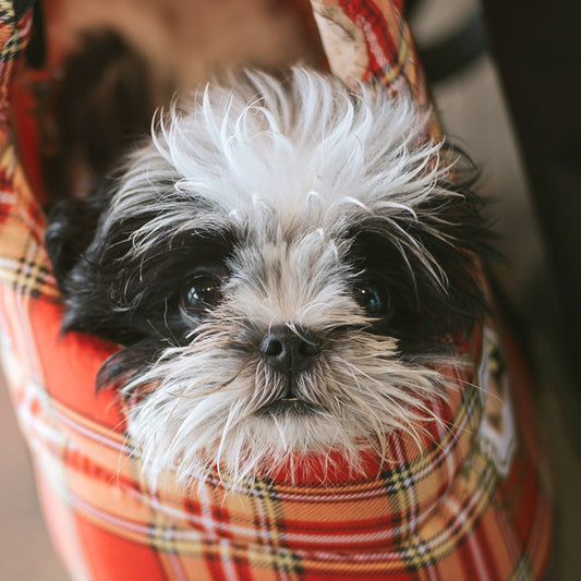 Take Your Dog to Work Day