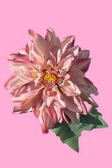 Dahlia Flower Hair Clip by Annah Stretton