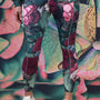 Shannon Phone Pocket Legging - Olive J'adore Roses