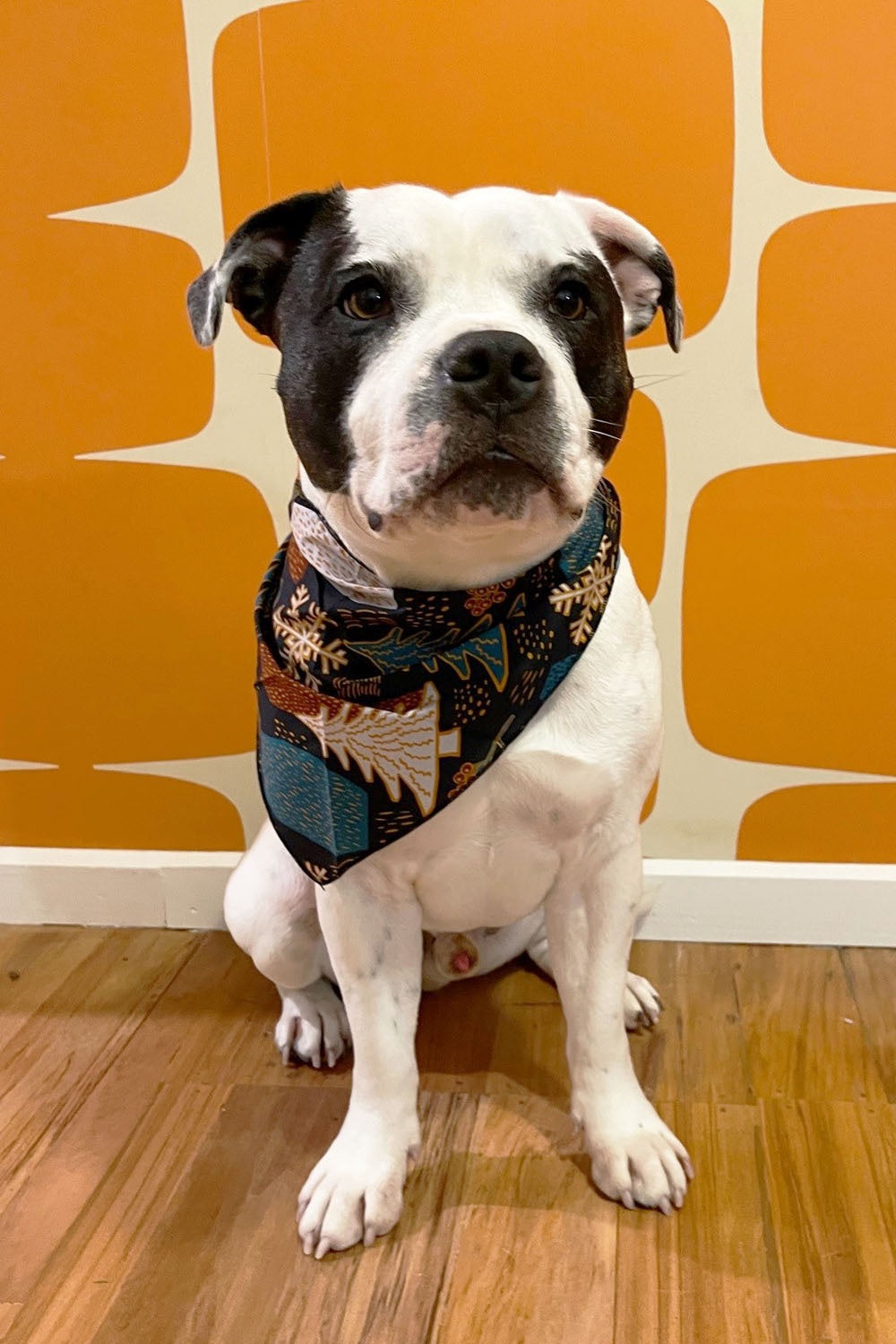 Dog wearing christmas banadana in blue christmas  print