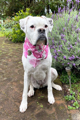 Dog wearing christmas banadana in white peony  print