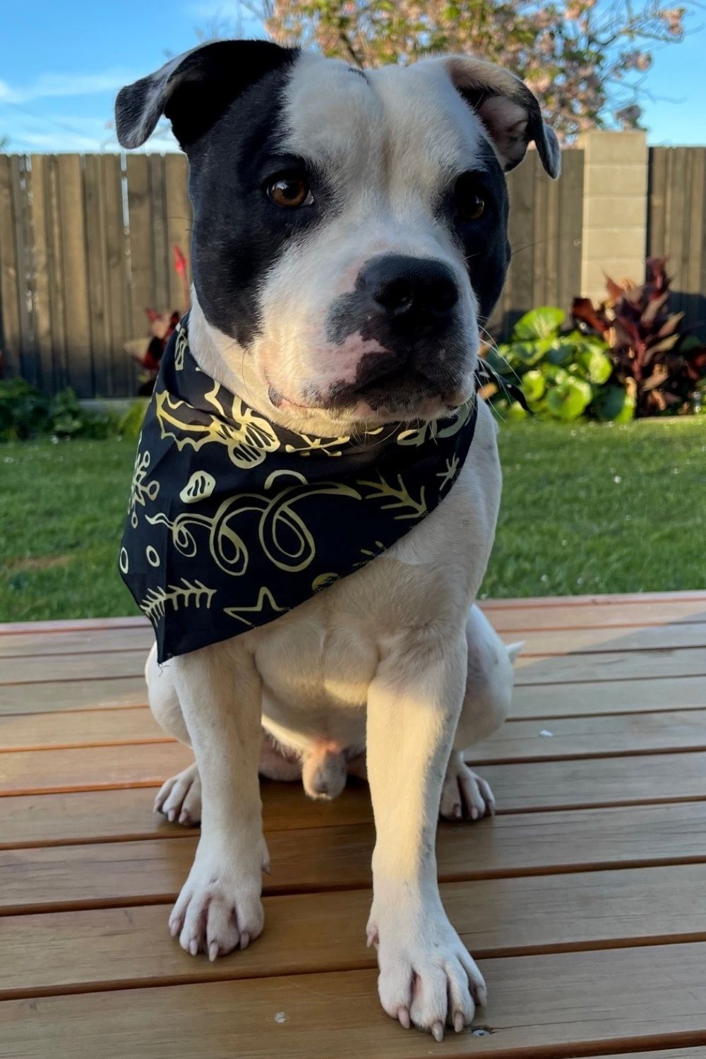 Christmas Dog Bandana - Black & Gold