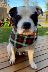 Christmas Dog Bandana - Green Tartan